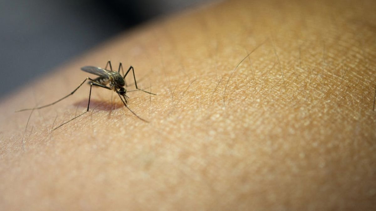 Dengue